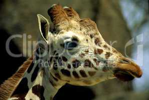 Reticulated Giraffe, Head Detail