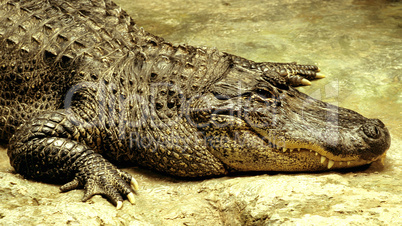 American Alligator