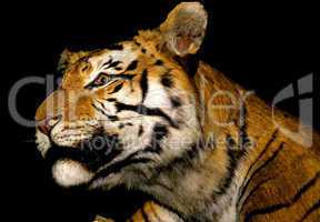 Bengal Tiger Taxidermist Mount