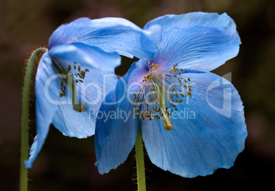 Meconopsis Sheldonii