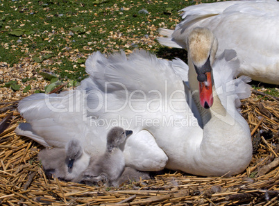 Mute Swan and Cygnets