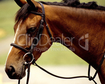 Chestnut Colored Show Horse