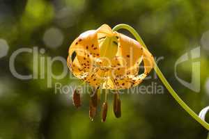 Humboldt's Tiger Lily