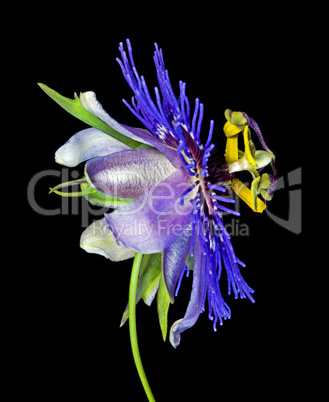 Passiflora Purple Haze