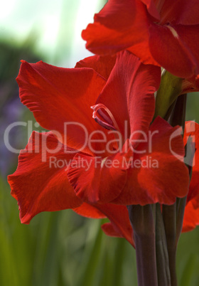 Red Gladioli