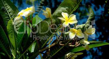 Plumeria Flowers