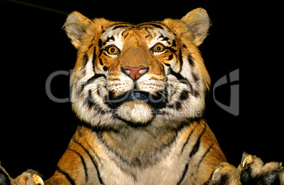 Bengal Tiger