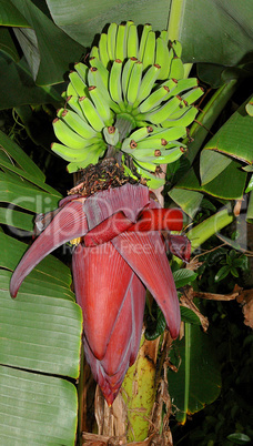 Banana Plant (Musa Hybrid)