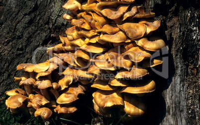 Jack-O-Lantern Mushrooms