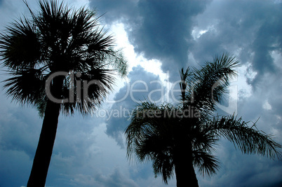 Storm Clouds, Palm Trees
