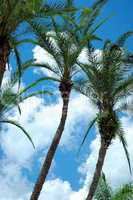 Senegal Date Palm Trees