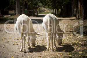 Two white donkeys tasting their own