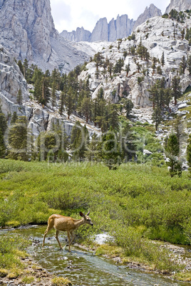 Deer in Meadow underneath Whitney R