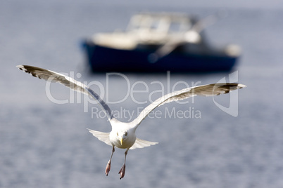 Flying Seagull