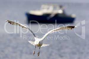 Flying Seagull