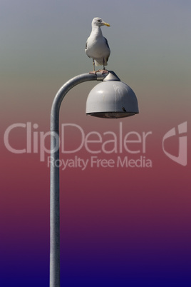 Lonely Seagull at the lamp post