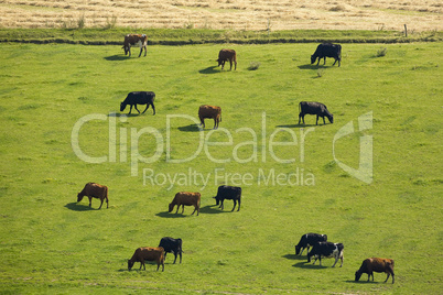 Herd of cows on grass field