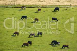 Herd of cows on grass field