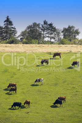 Herd of cows on grass field