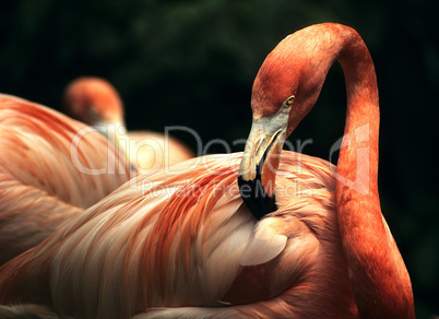 Flamingo; Wading Bird