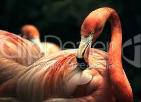 Flamingo; Wading Bird