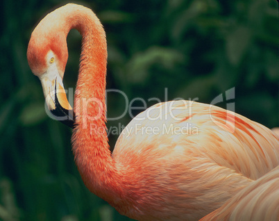 Flamingo; Wading Bird Preening