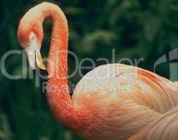 Flamingo; Wading Bird Preening