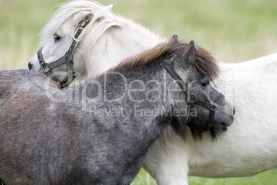 A black and a white Pony Horse in l