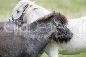 A black and a white Pony Horse in l