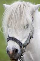 Portrait of white Pony Horse