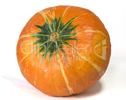 Pumpkin Pumpkin