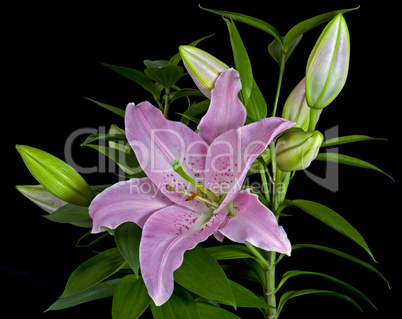 Lilium Faralito