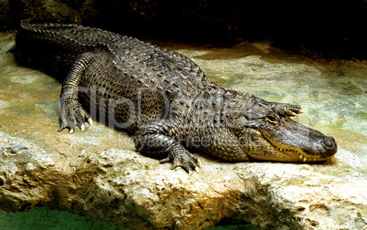 American Alligator