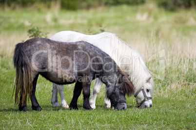 A black and a white Pony Horse graz