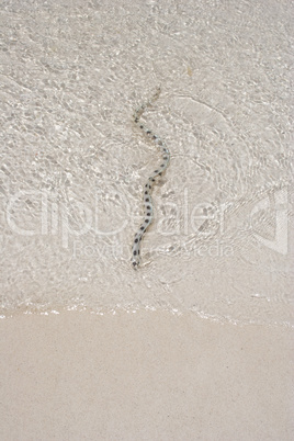 Little water Snake in Aruba