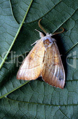 Rough Prominent Moth on Leaf