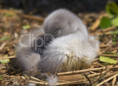 Mute Swan Cygnet