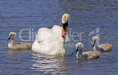 Mute Swan and Cygnets