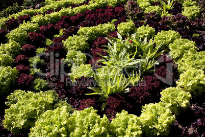 Vegetables in helical pattern