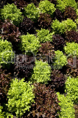 Vegetables in array pattern