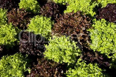 Vegetables in array pattern