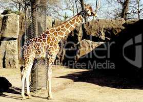 Zoo Animals; Reticulated Giraffe