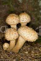Mushrooms, Pholiota squarrosa