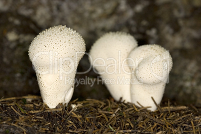 Puffball mushrooms, Handkea utrifor