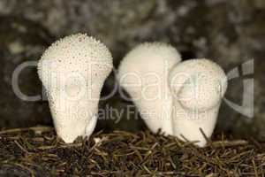 Puffball mushrooms, Handkea utrifor