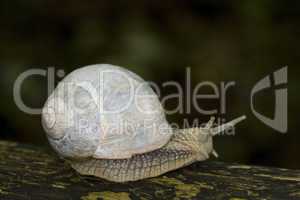 The Edible Snail, Helix pomatia