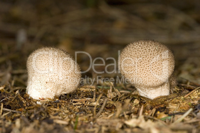 Puffball mushrooms, Lycoperdon perl