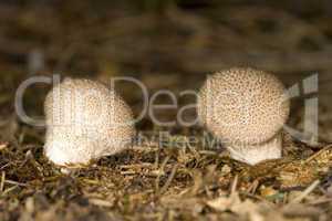 Puffball mushrooms, Lycoperdon perl