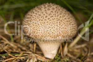 Puffball mushroom, Lycoperdon perla