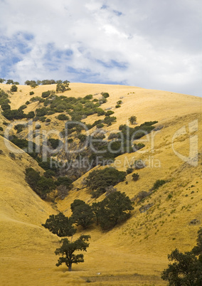 CALIFORNIA GOLDEN HILLS